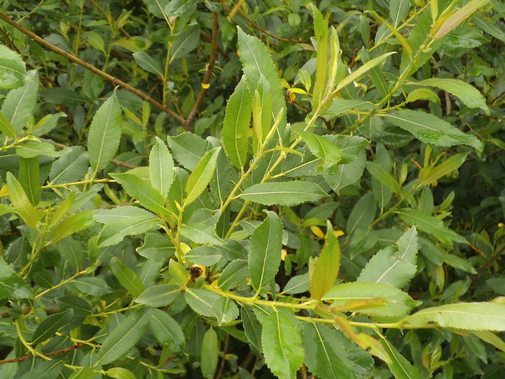 Image of Salix hexandra specimen.