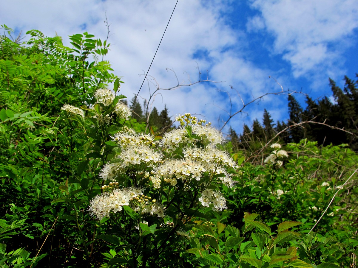 Изображение особи Spiraea chamaedryfolia.