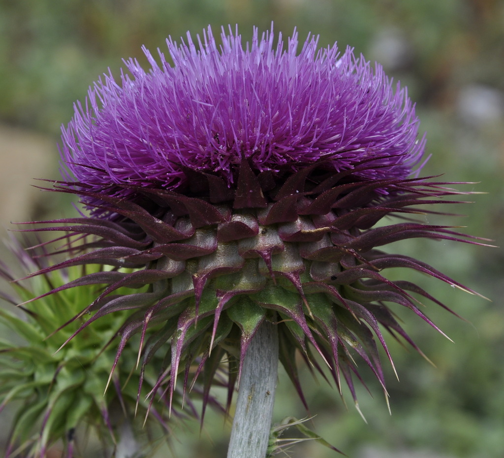 Изображение особи Carduus nutans ssp. scabrisquamus.