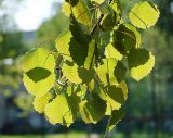 Populus tremula