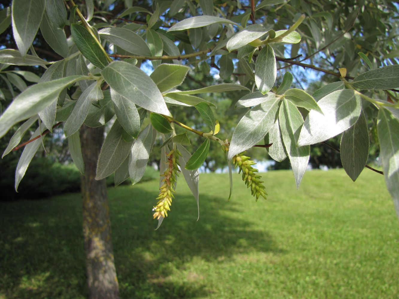 Изображение особи Salix alba.