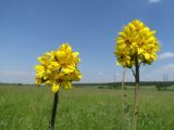 Ligularia glauca