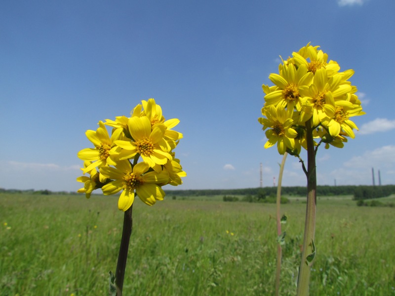 Изображение особи Ligularia glauca.