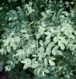 genus Thalictrum