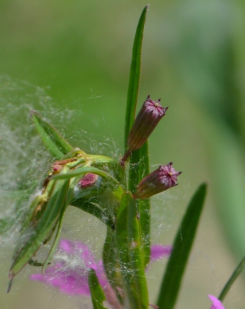 Изображение особи Lythrum virgatum.