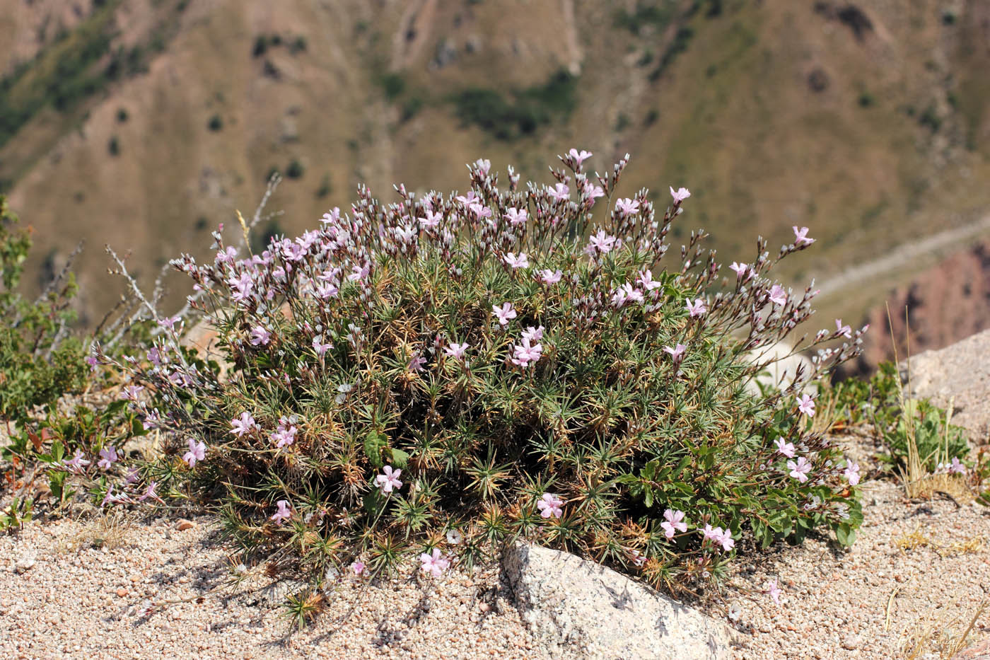 Image of Acantholimon alberti specimen.