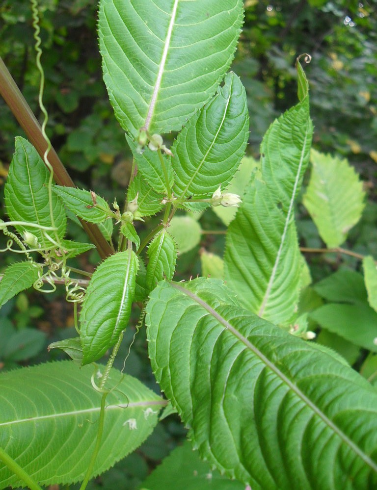 Изображение особи Impatiens glandulifera.