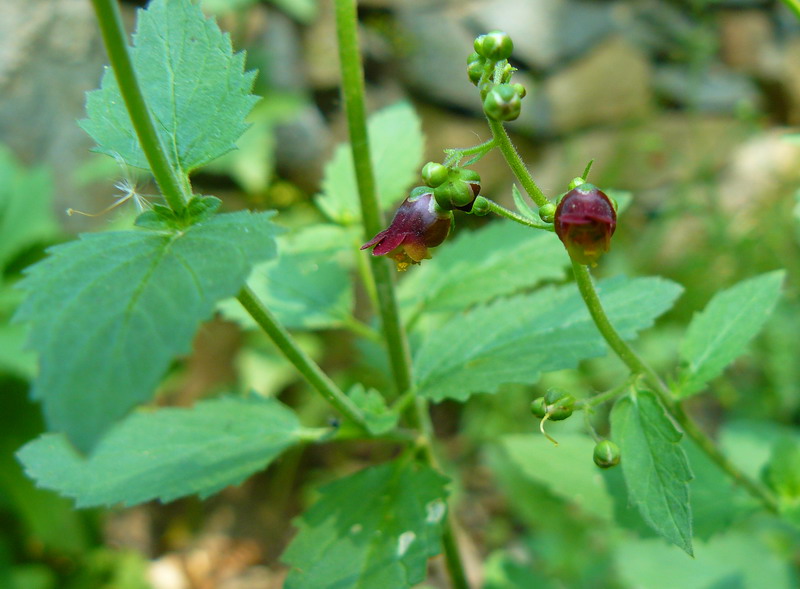 Изображение особи Scrophularia scopolii.