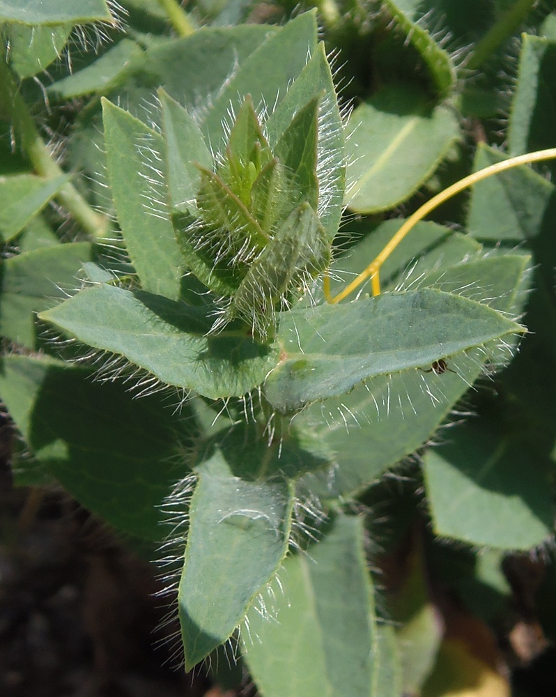 Изображение особи Hieracium virosum.