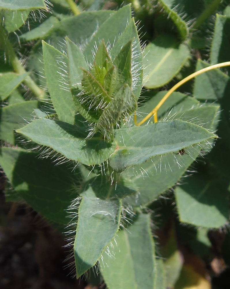 Изображение особи Hieracium virosum.