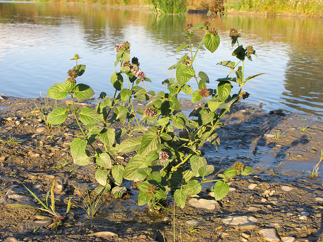 Image of Mentha aquatica specimen.