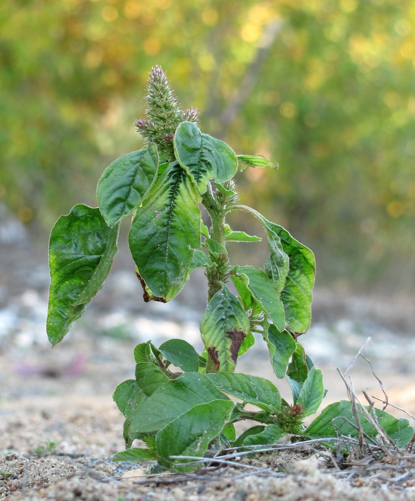 Изображение особи Amaranthus retroflexus.