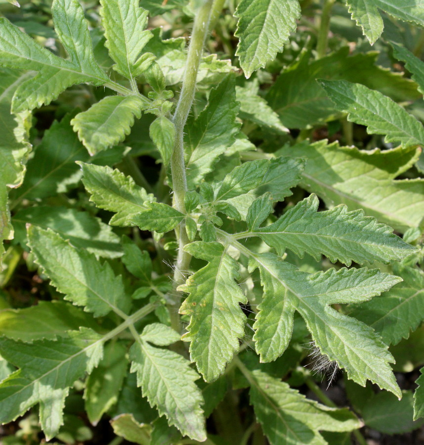 Image of Nasa triphylla specimen.