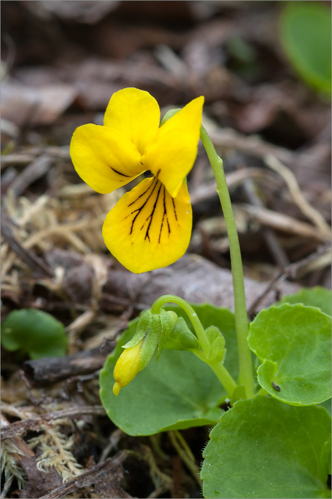 Изображение особи Viola biflora.