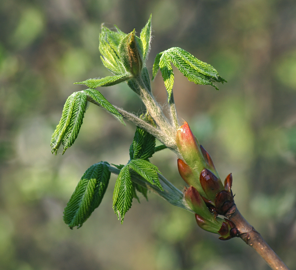 Изображение особи Aesculus hippocastanum.