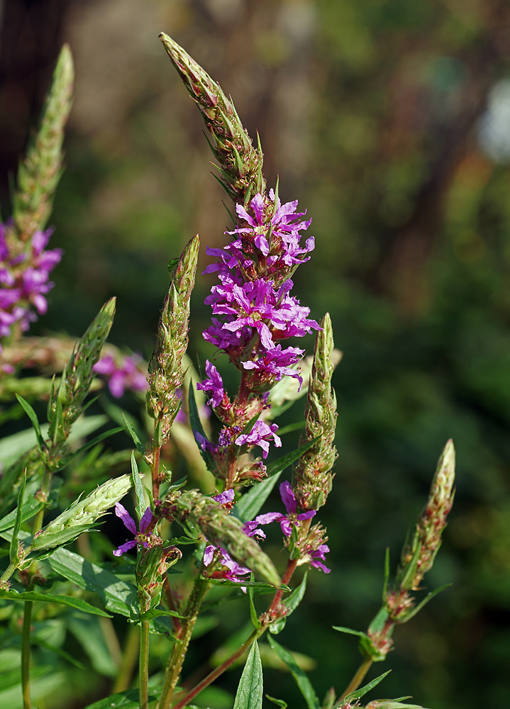 Image of Lythrum salicaria specimen.