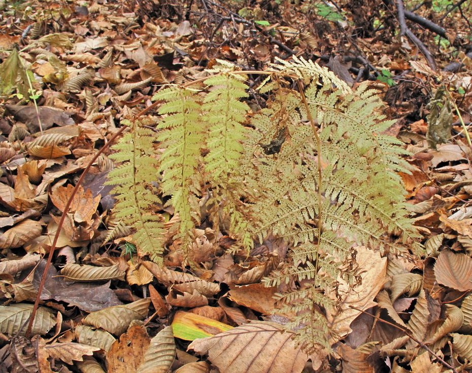 Image of Athyrium monomachii specimen.