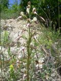 Himantoglossum caprinum