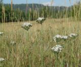 Allium ramosum