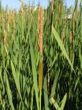 Typha &times; glauca