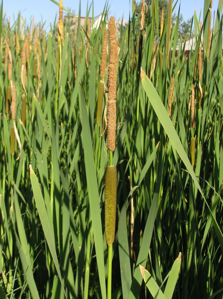 Изображение особи Typha &times; glauca.