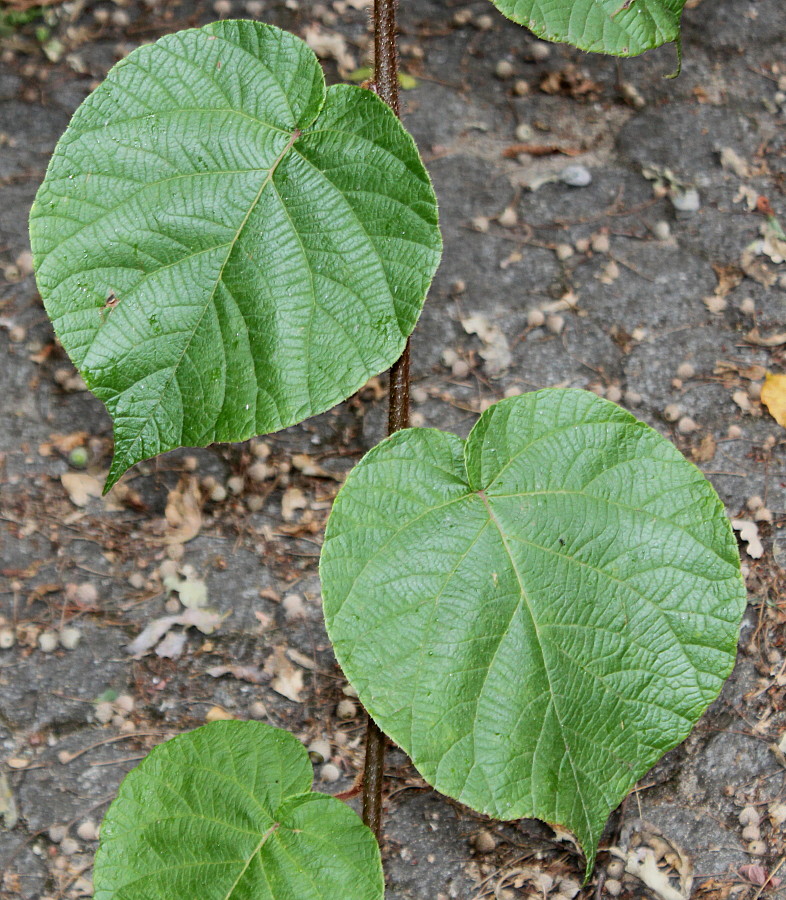 Изображение особи Actinidia chinensis var. deliciosa.