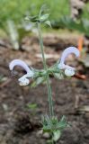 Salvia sclarea. Верхняя часть цветущего и плодоносящего побега. Германия, г. Дюссельдорф, Ботанический сад университета. 14.08.2013.