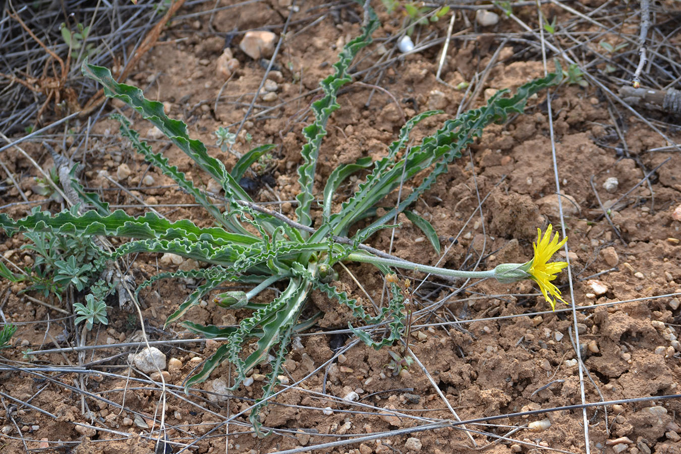 Image of Scorzonera mollis specimen.