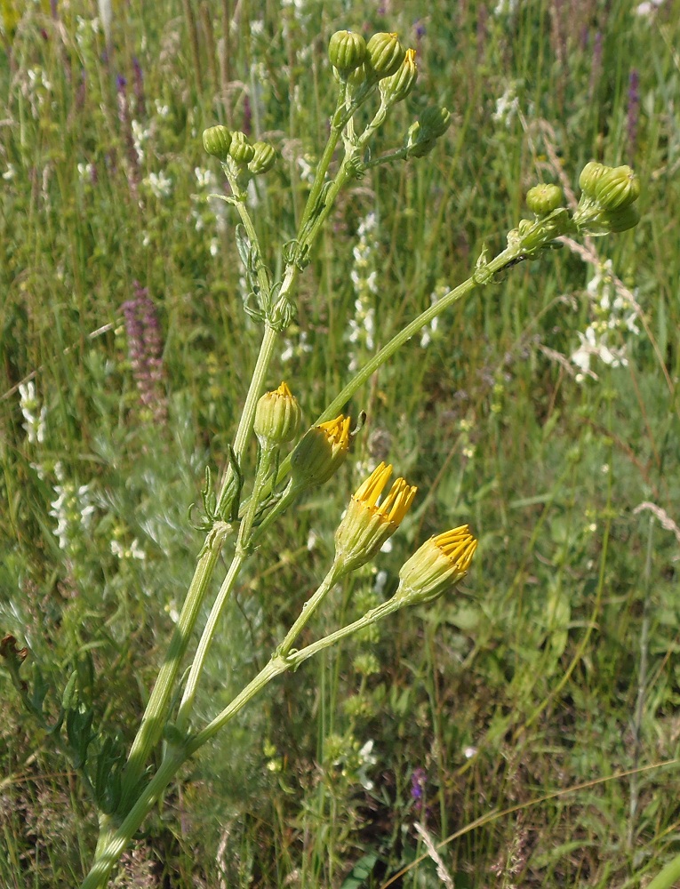 Изображение особи Senecio borysthenicus.