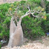 Adenium obesum subspecies socotranum. Цветущее растение. Сокотра, плато Хомхи. 29.12.2013.