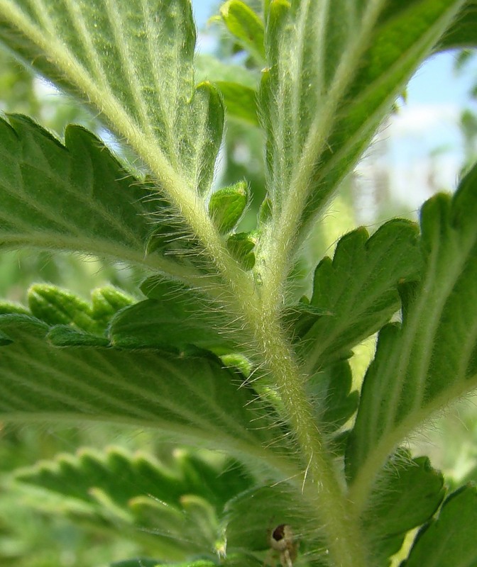 Image of Agrimonia asiatica specimen.