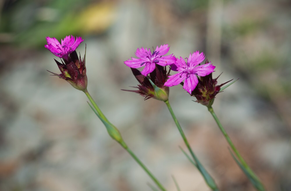 Image of Dianthus capitatus specimen.