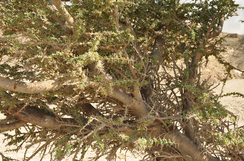 Изображение особи Vachellia oerfota var. brevifolia.