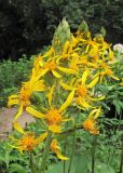 Ligularia splendens. Верхушка соцветия. Владивосток, Ботанический сад-институт ДВО РАН. 13 июля 2013 г.