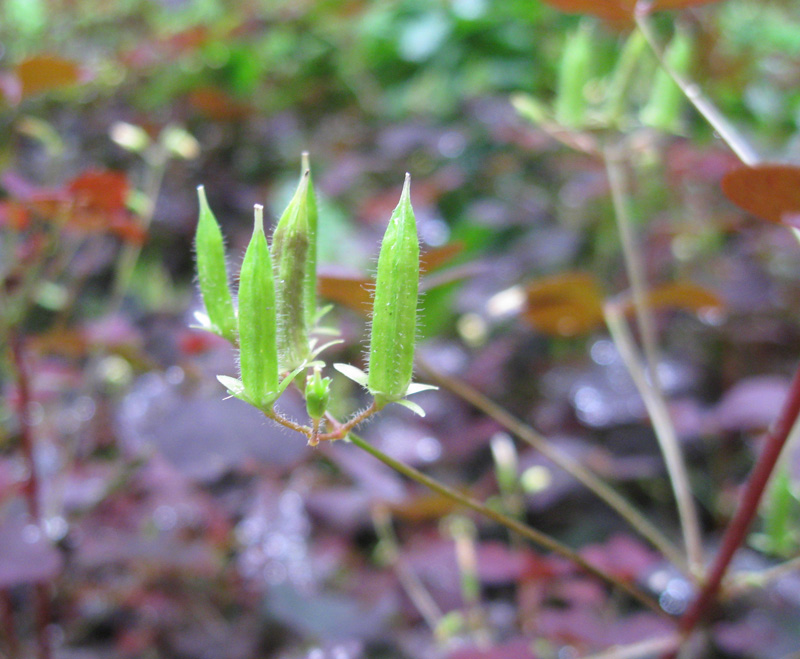 Изображение особи Oxalis stricta.