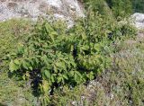 Euonymus latifolius. Плодоносящее растение. Крым, гора Чатыр-Даг (нижнее плато). 08.08.2007.