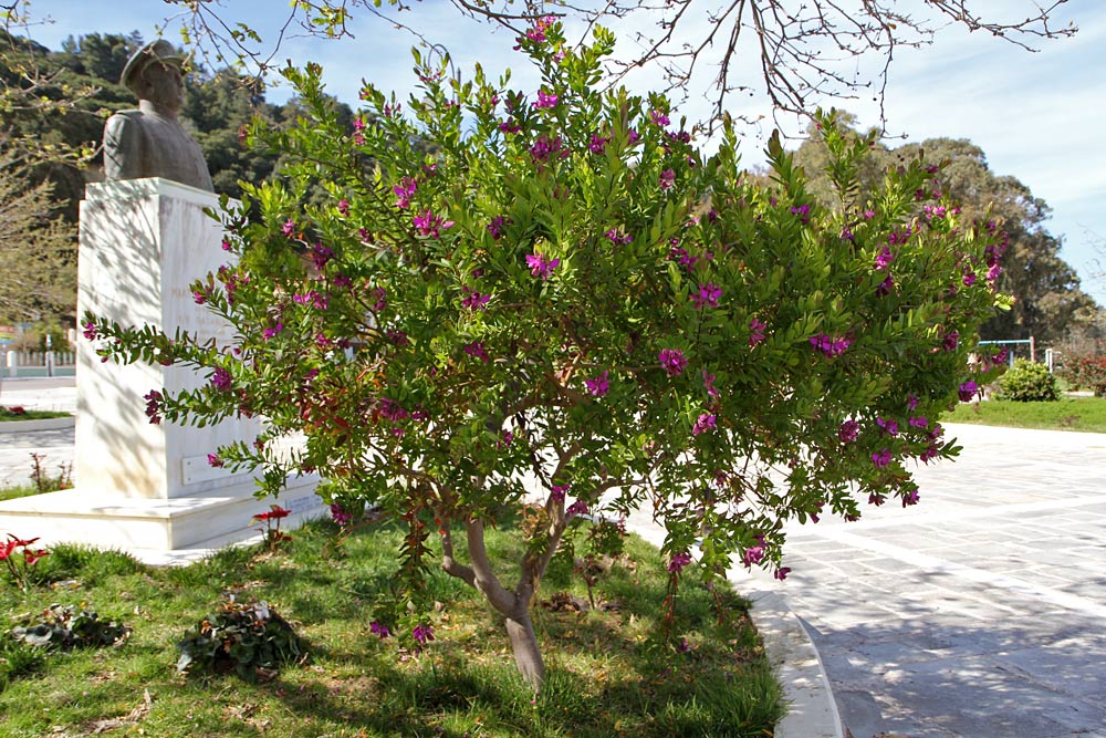 Image of Polygala myrtifolia specimen.