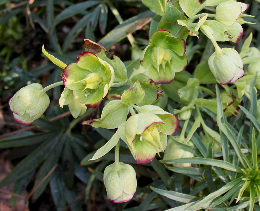 Изображение особи Helleborus foetidus.