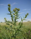 Cirsium serrulatum