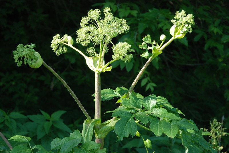 Image of Archangelica officinalis specimen.