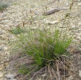 genus Carex