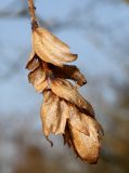 Carpinus japonica