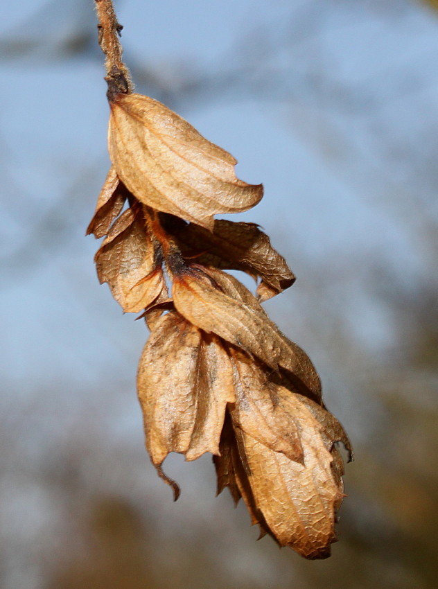 Image of Carpinus japonica specimen.