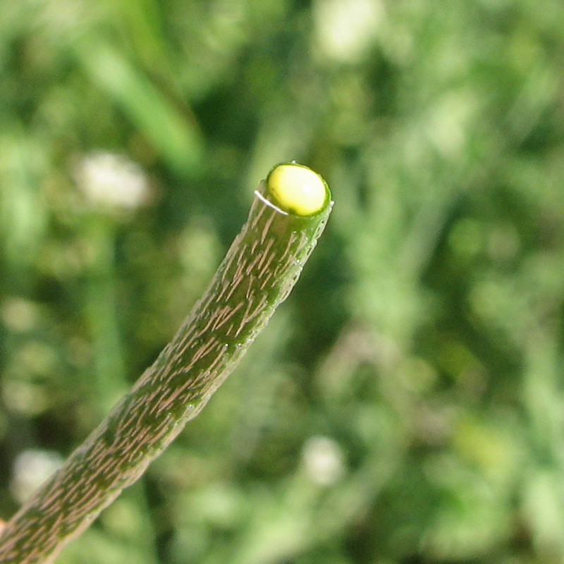 Image of genus Papaver specimen.