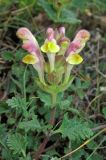 Scutellaria orientalis