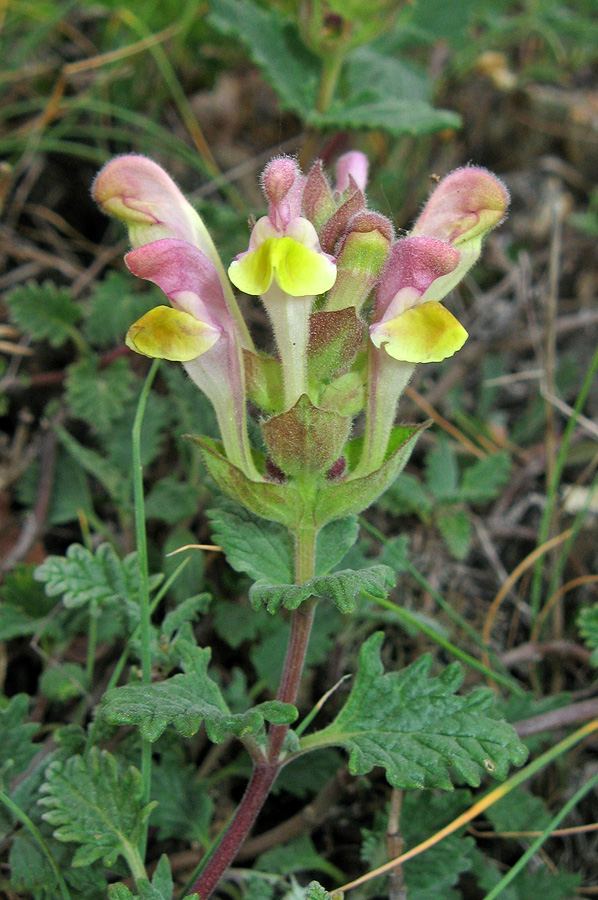 Изображение особи Scutellaria orientalis.