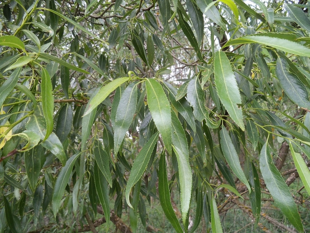 Image of genus Salix specimen.