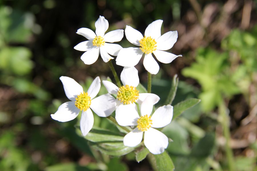 Изображение особи Anemonastrum protractum.