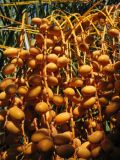 Phoenix canariensis