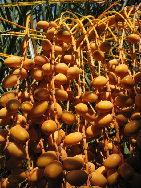 Image of Phoenix canariensis specimen.